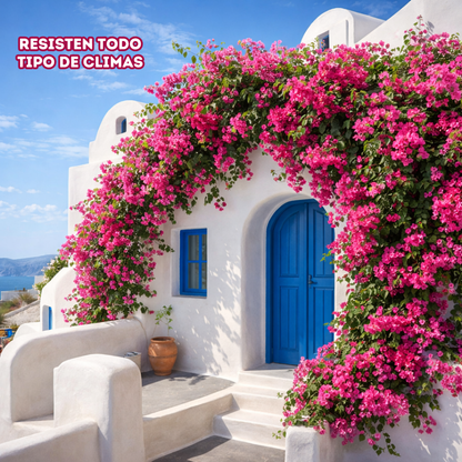 Bloomia: Semillas de Buganvilla Trepadora Tropical