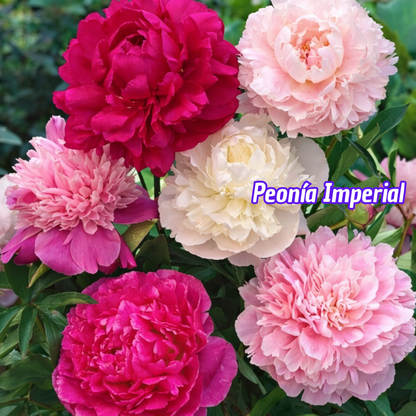 Peonía Imperial : Mezcla Multicolor Premium