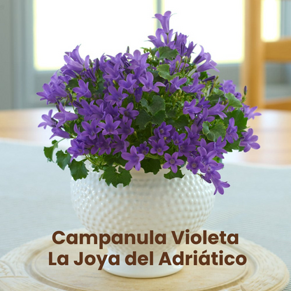 Campanula Violeta: La Joya del Adriático