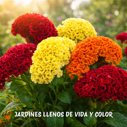 Celosia: Semillas de Flor de Terciopelo