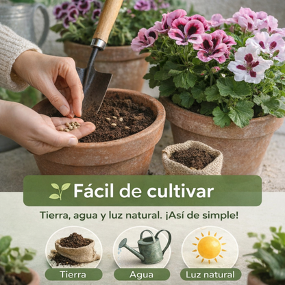 RoyalBloom™ – Semillas de Geranio del Pensamiento