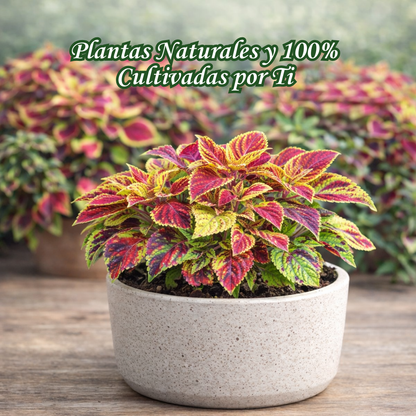 VividLuxe: Semillas de Coleus Premium de Colores Vibrantes