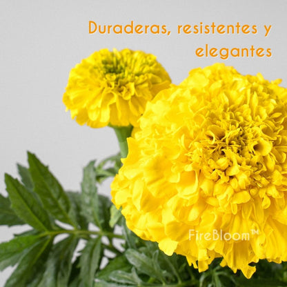 FireBloom | Tagete eterno de México