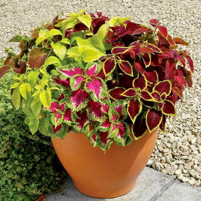 VividLuxe: Semillas de Coleus Premium de Colores Vibrantes
