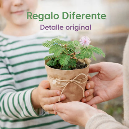 SensitiveJoy™ – Semillas de Mimosa Pudica (Planta Sensitiva)