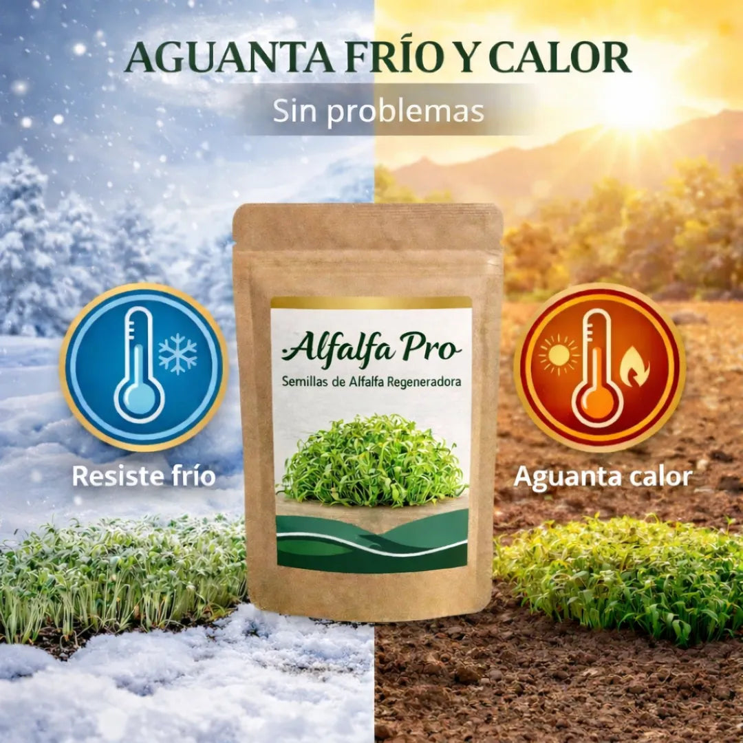 Alfalfa Pro - Semillas de Alfalfa Nutritiva y Regeneradora