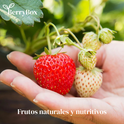 BerryBox: Semillas de Fresas