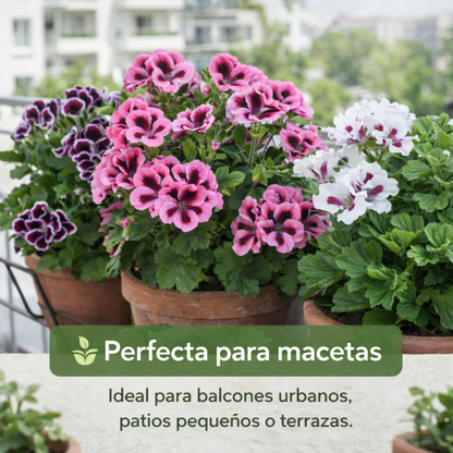 RoyalBloom™ – Semillas de Geranio del Pensamiento
