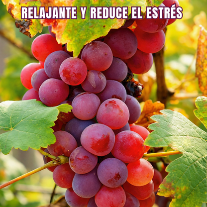 VinaBella™ – Semillas de Uva Reina Nina