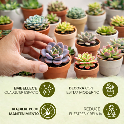 Succulent Mix: Pack de Semillas de Suculentas Exóticas
