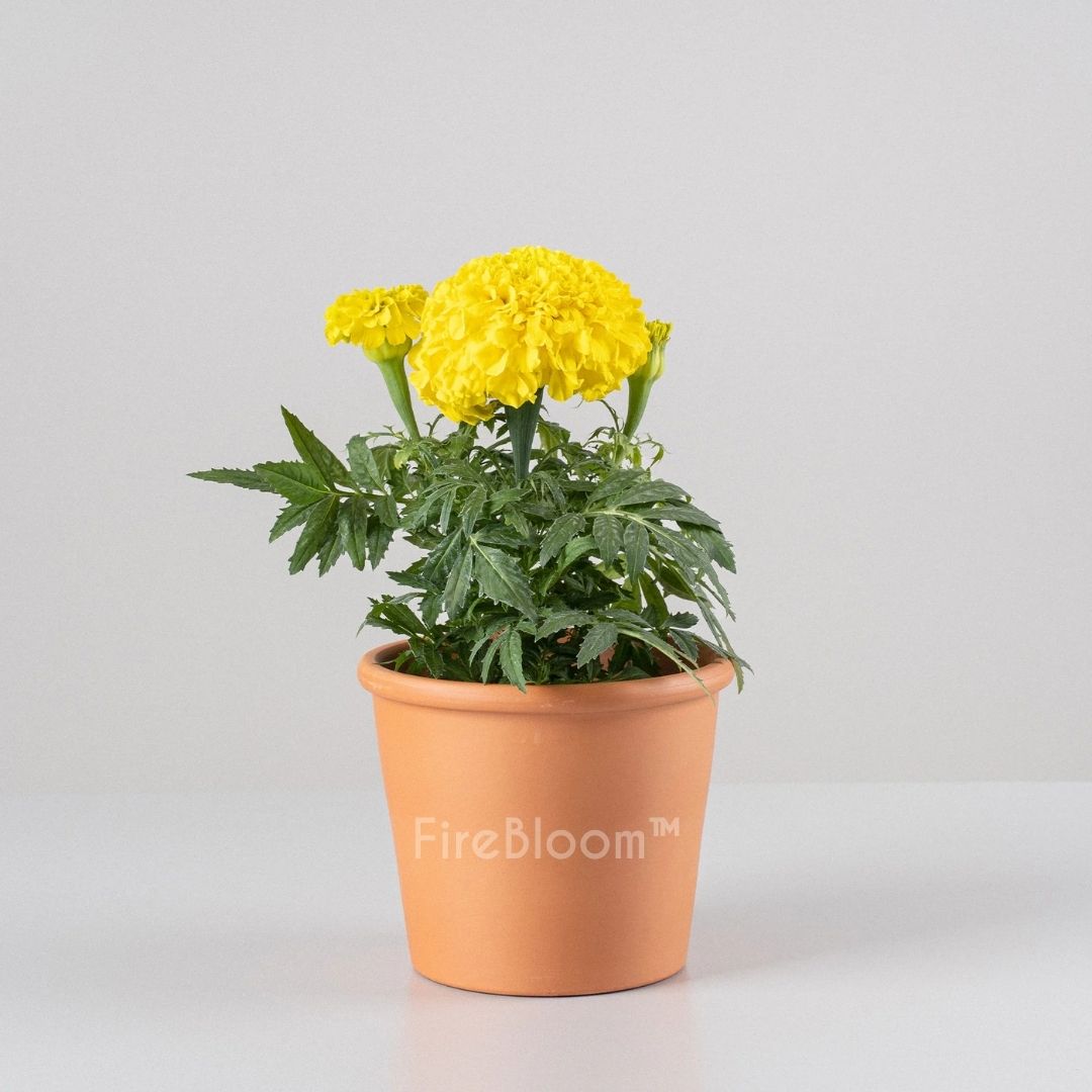 FireBloom | Tagete eterno de México