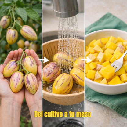 VitalFruit: Semillas de Fruta Ginseng para Reducir la Presión Arterial