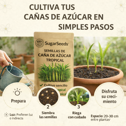 SugarSeeds: Semillas de Caña de Azúcar Tropical
