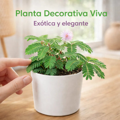 SensitiveJoy™ – Semillas de Mimosa Pudica (Planta Sensitiva)