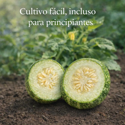 ZucchiVita™ – Semillas de Calabacín Fresco