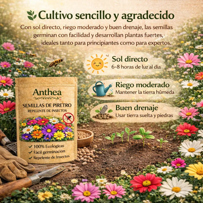 Anthea: Semillas de Piretro - Repelente de insectos