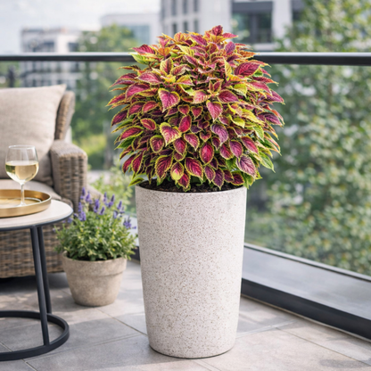 VividLuxe: Semillas de Coleus Premium de Colores Vibrantes