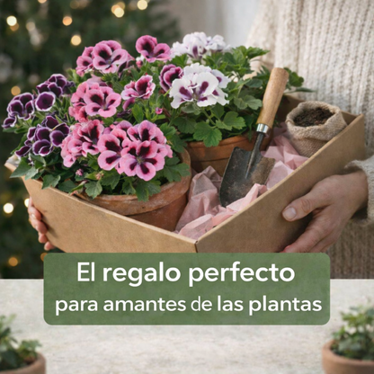 RoyalBloom™ – Semillas de Geranio del Pensamiento