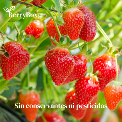 BerryBox: Semillas de Fresas