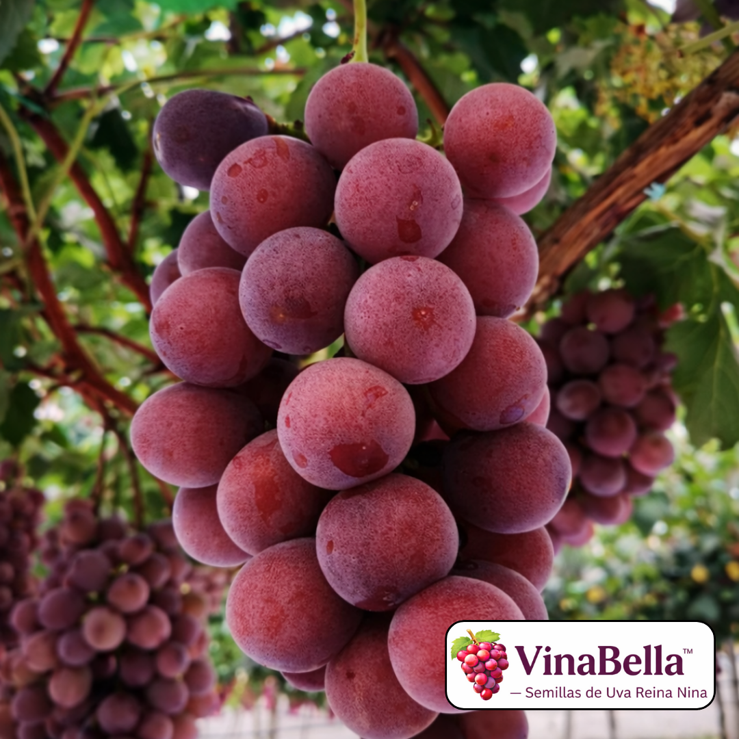 VinaBella™ – Semillas de Uva Reina Nina