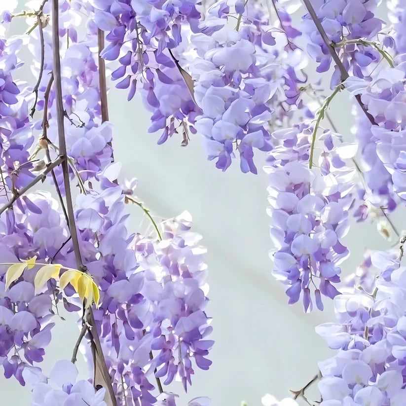 PurpleBlossom: Semillas de Glicina Morada