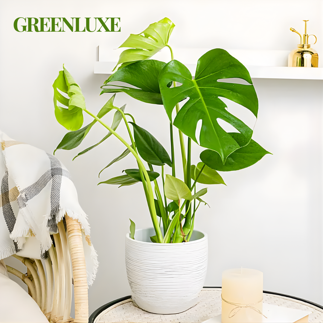 GreenLuxe | Planta Monstera Artificial Premium