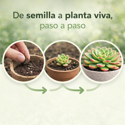 Succulent Mix: Pack de Semillas de Suculentas Exóticas