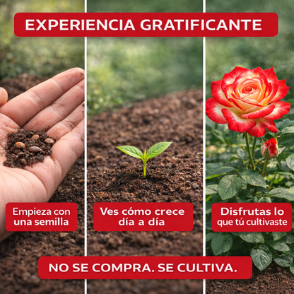 PetalDuo | Semillas de Rosa DuoColor