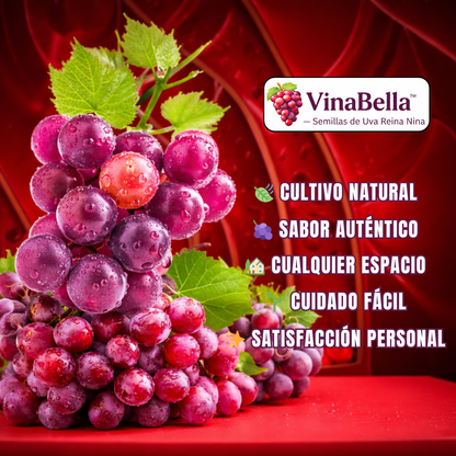 VinaBella™ – Semillas de Uva Reina Nina