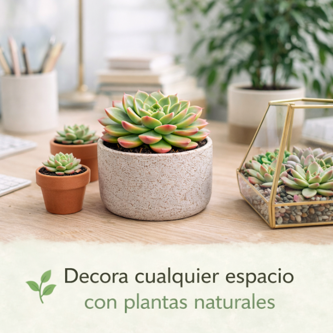 Succulent Mix: Pack de Semillas de Suculentas Exóticas
