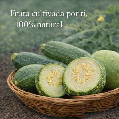 ZucchiVita™ – Semillas de Calabacín Fresco