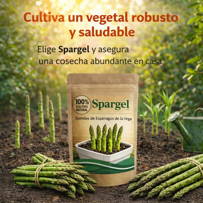Spargel | Semillas de Espárragos de la Vega