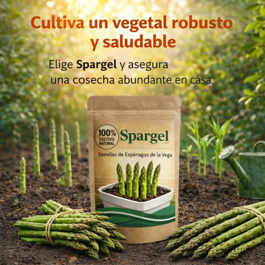 Spargel | Semillas de Espárragos de la Vega