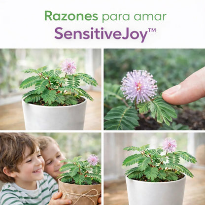 SensitiveJoy™ – Semillas de Mimosa Pudica (Planta Sensitiva)