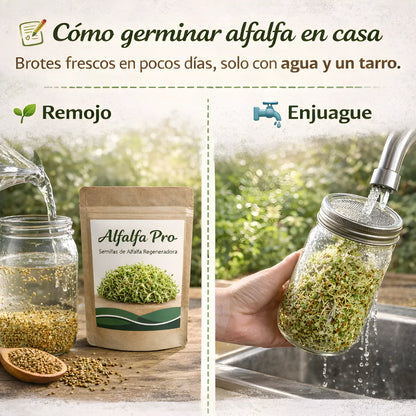 Alfalfa Pro - Semillas de Alfalfa Nutritiva y Regeneradora