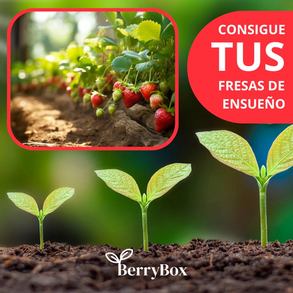 BerryBox: Semillas de Fresas