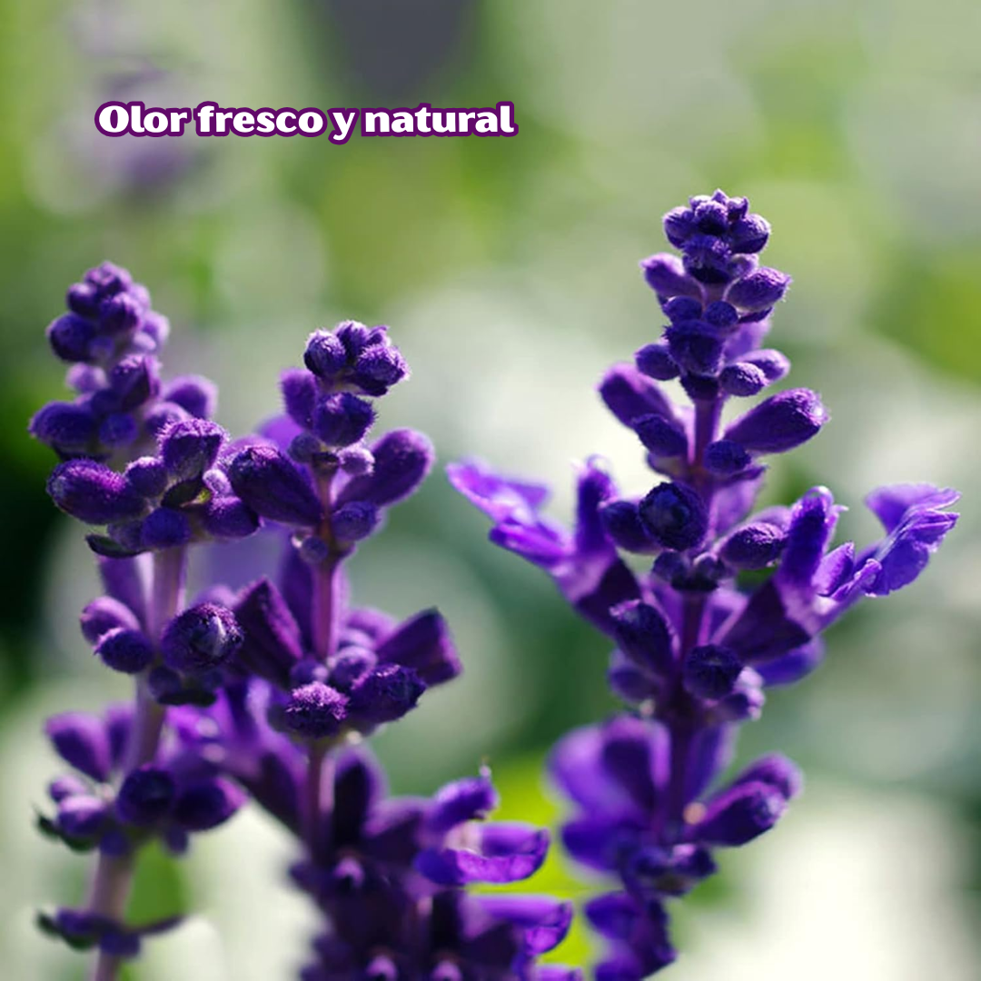 Lavandia: Semillas de Lavanda Aromática de Floración Intensa