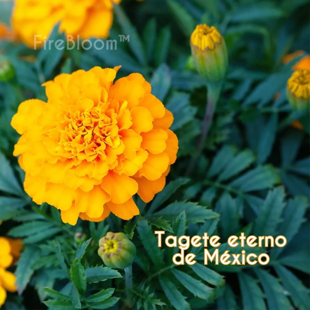 FireBloom | Tagete eterno de México