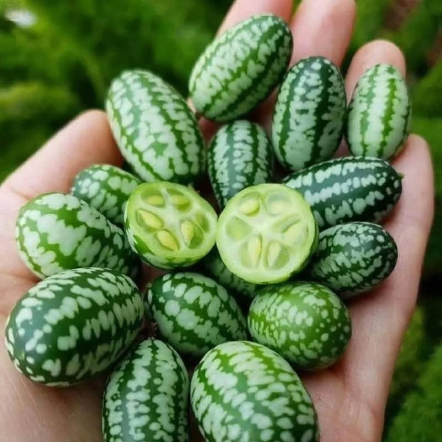 CucaMelon™ – Semillas de Sandía de ratón