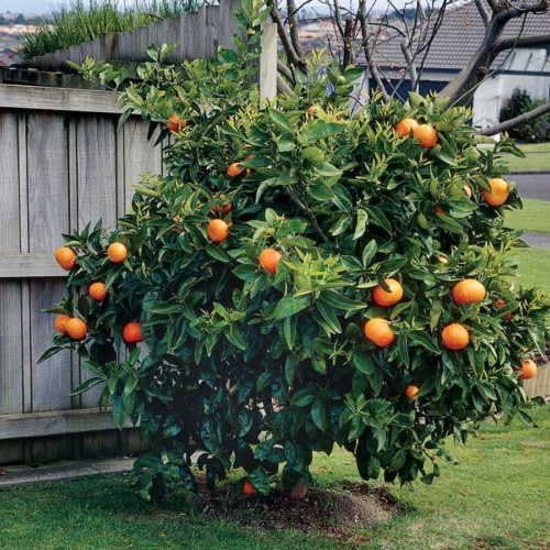 Kanpei | Semillas de Naranja Dulce Japonesa