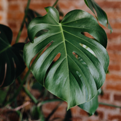GreenLuxe | Planta Monstera Artificial Premium