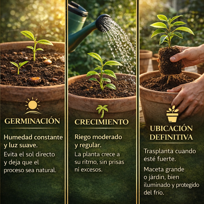 JungleFruit | Semillas de Mangostán Delicioso