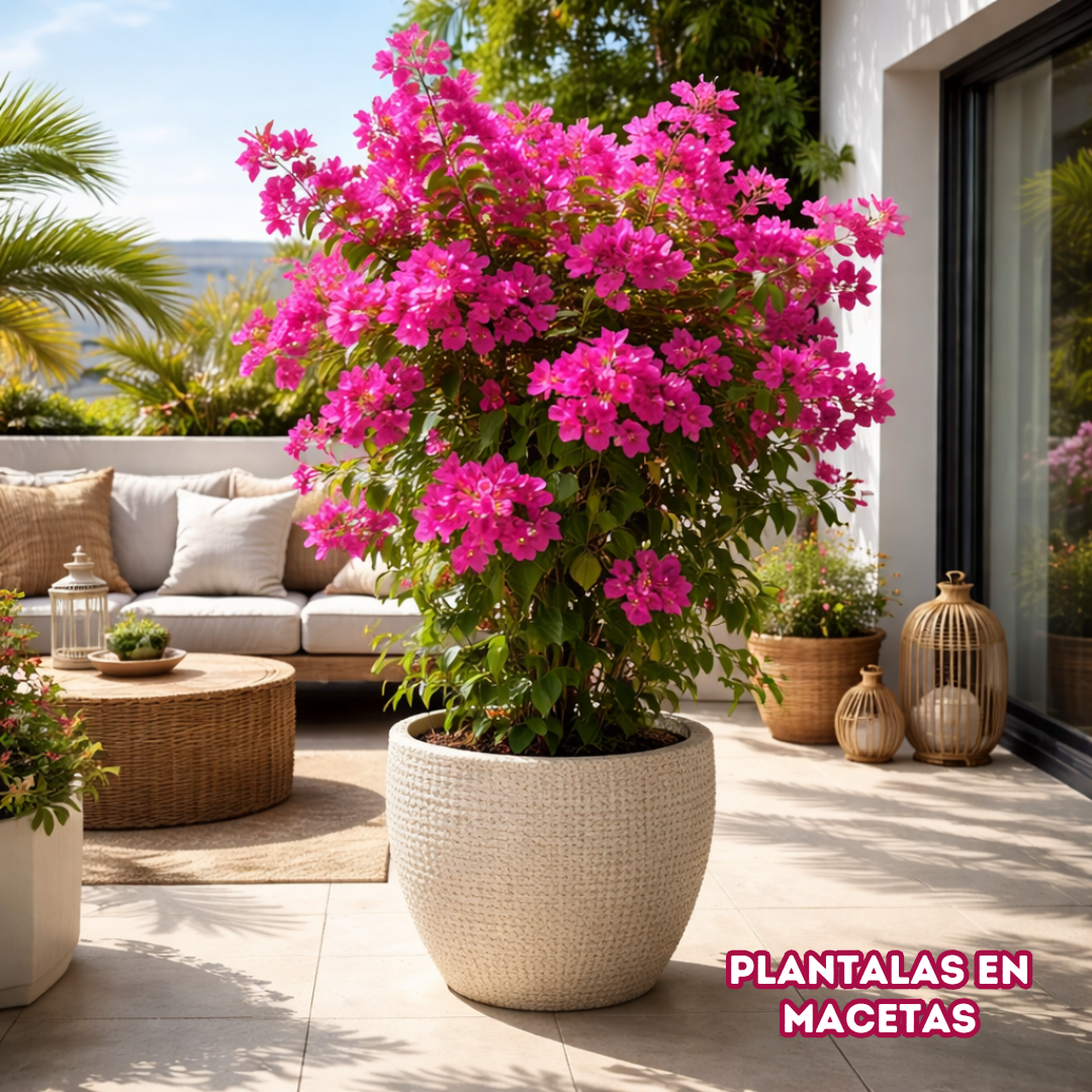 Bloomia: Semillas de Buganvilla Trepadora Tropical