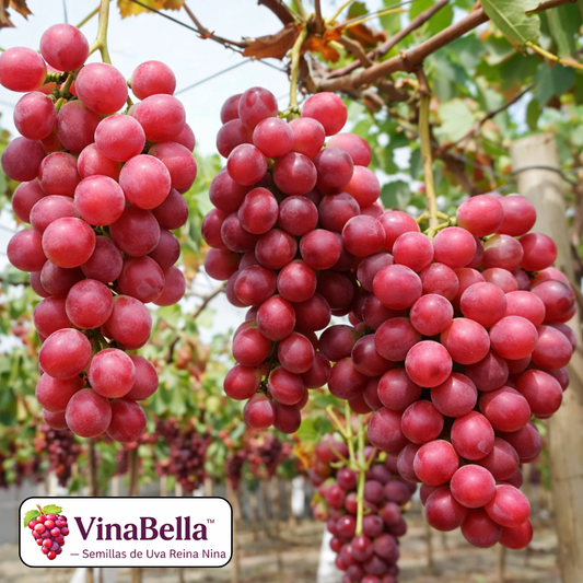 VinaBella™ – Semillas de Uva Reina Nina