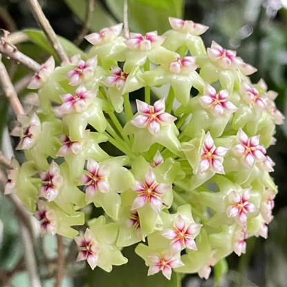 OrchidGlobe: Semillas de Esfera de Orquídea