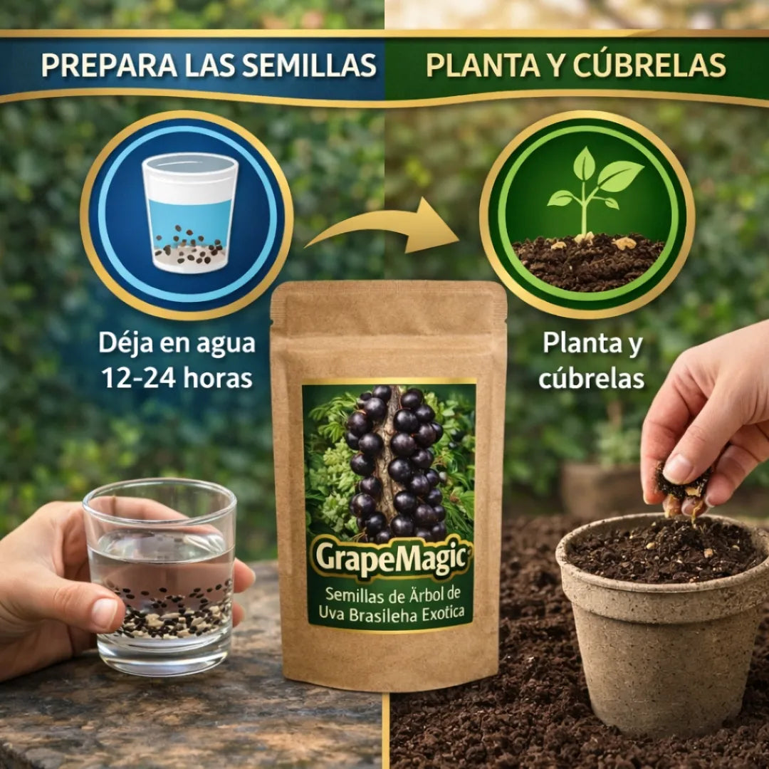 GrapeMagic - Semillas de Árbol de Uva Brasileña Exótica