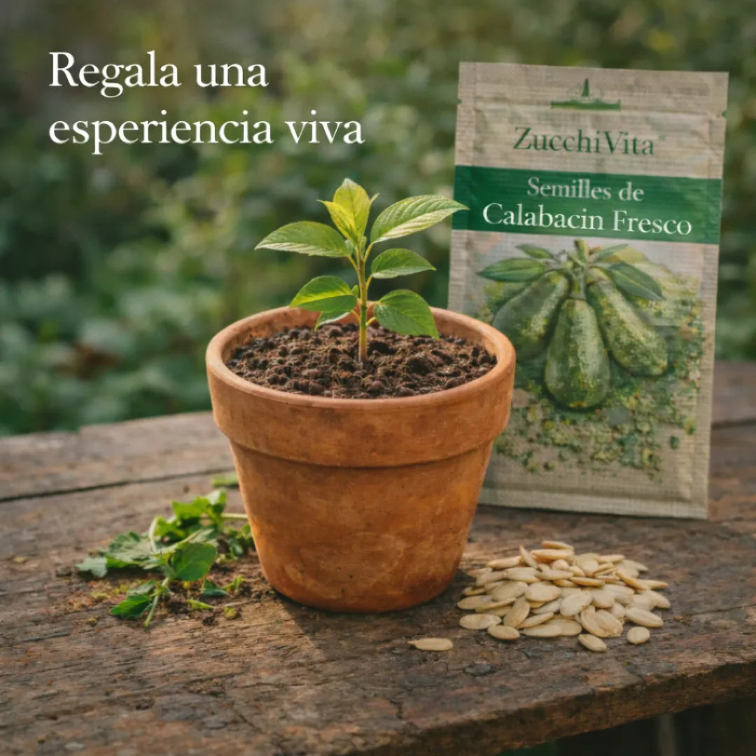 ZucchiVita™ – Semillas de Calabacín Fresco