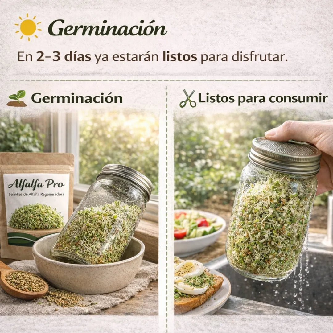 Alfalfa Pro - Semillas de Alfalfa Nutritiva y Regeneradora