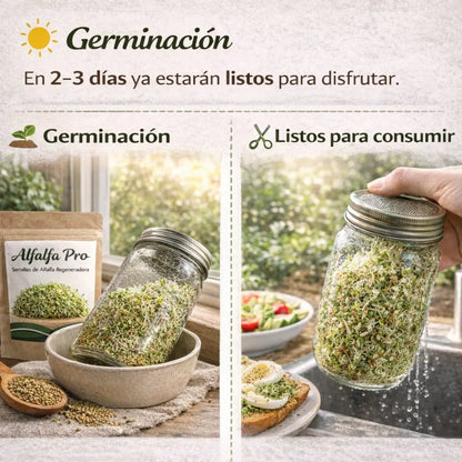 Alfalfa Pro - Semillas de Alfalfa Nutritiva y Regeneradora