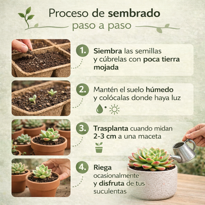 Succulent Mix: Pack de Semillas de Suculentas Exóticas